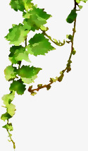 春天绿色手绘藤蔓png免抠素材_新图网 https://ixintu.com 春天 绿色 藤蔓