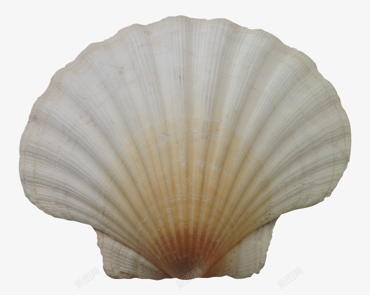 海鲜贝壳png免抠素材_新图网 https://ixintu.com 海洋生物 海鲜 贝壳 食物