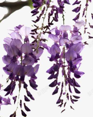 紫藤花开png免抠素材_新图网 https://ixintu.com 植物 紫色花 紫藤花 花朵 花藤