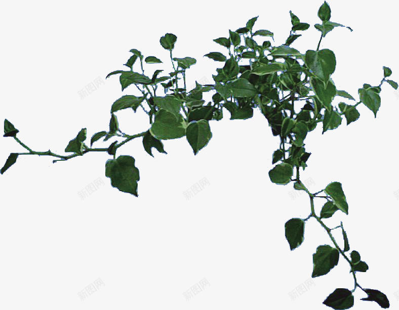 树藤藤蔓绿色植物png免抠素材_新图网 https://ixintu.com 叶 叶子 叶片 树叶 树藤 植物 清新 绿叶 绿色 绿色树叶 绿色植物 藤蔓