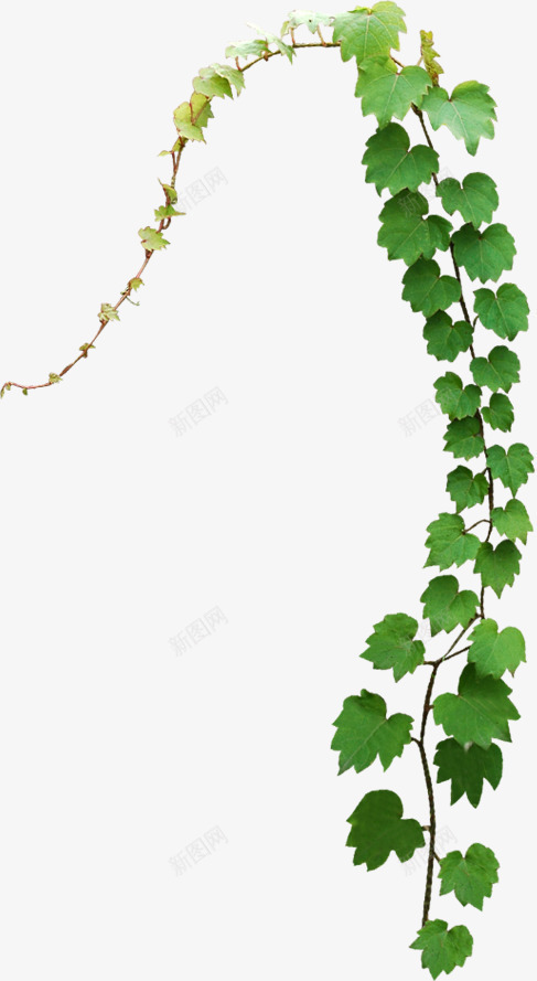 绿色树叶花藤美景装饰png免抠素材_新图网 https://ixintu.com 树叶 绿色 美景 装饰