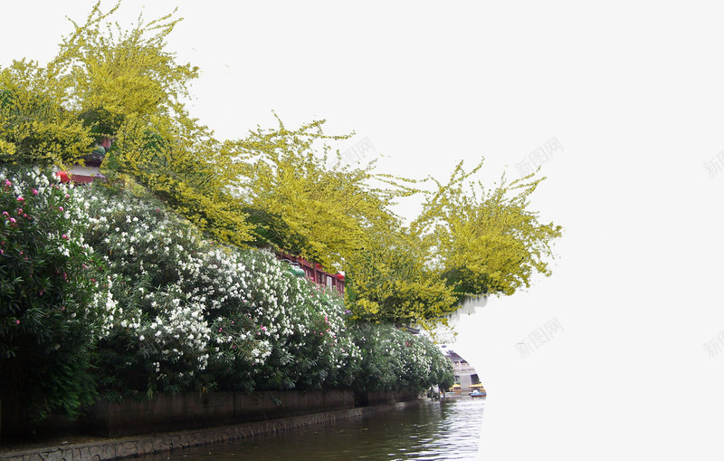 藤本植物psd免抠素材_新图网 https://ixintu.com 爬墙虎 爬山虎 绿萝 花叶绿萝 藤本 藤本植物 藤蔓