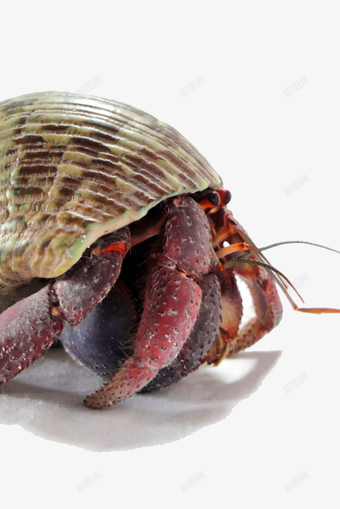 实物寄居蟹食材png免抠素材_新图网 https://ixintu.com 卡通 寄居蟹 干住屋 海洋生物 海鲜 白住房 节肢动物 螃蟹 蟹 蟹类 食材