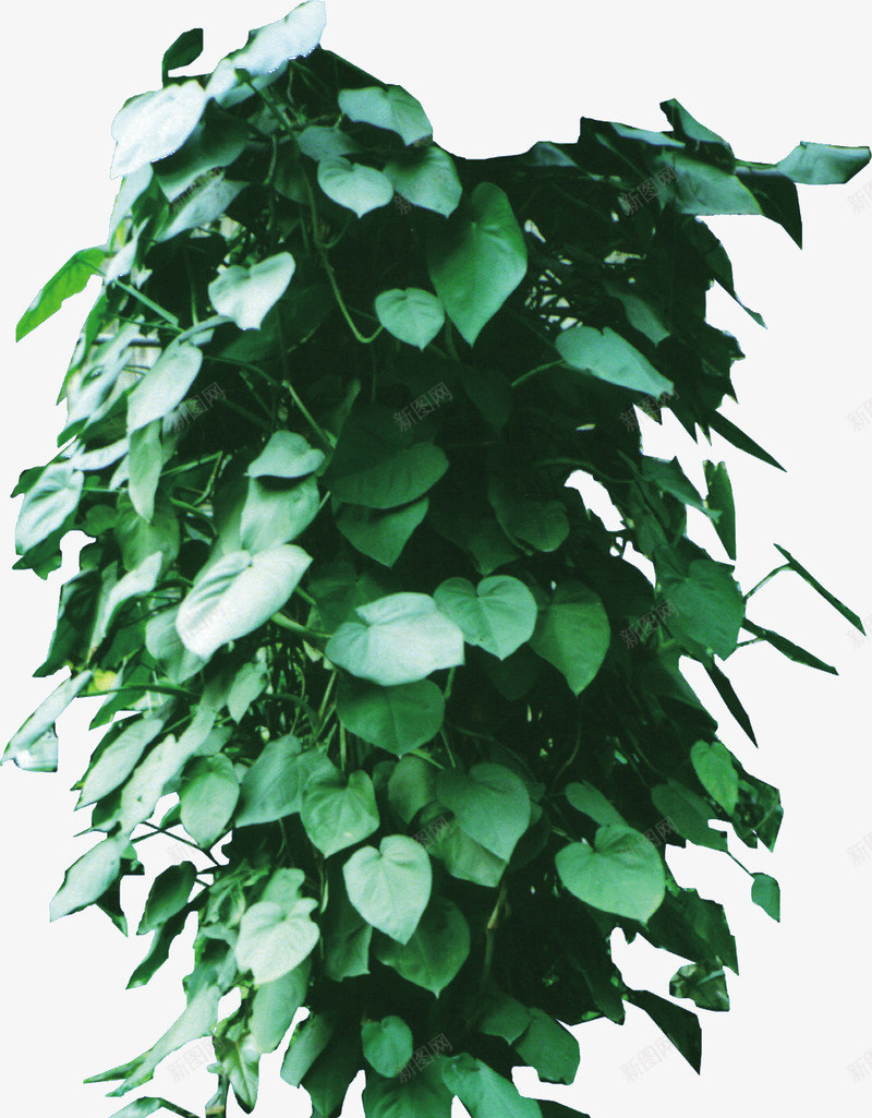 树藤藤蔓绿色植物png免抠素材_新图网 https://ixintu.com 叶 叶子 叶片 树叶 树藤 植物 清新 绿叶 绿色 绿色树叶 绿色植物 藤蔓