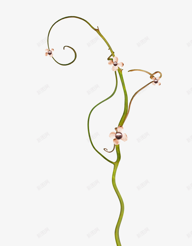 花藤花草png免抠素材_新图网 https://ixintu.com 花草 花藤素材 草藤素材