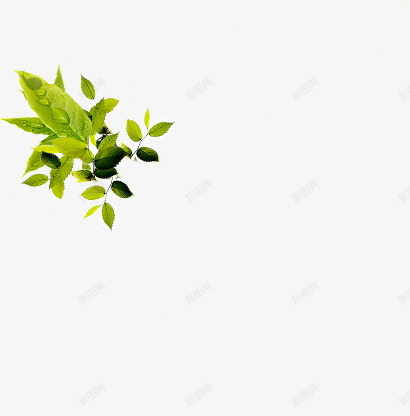 树藤藤蔓png免抠素材_新图网 https://ixintu.com 叶 叶子 叶片 树叶 树藤 植物 清新 绿叶 绿色 绿色树叶 绿色植物 藤蔓