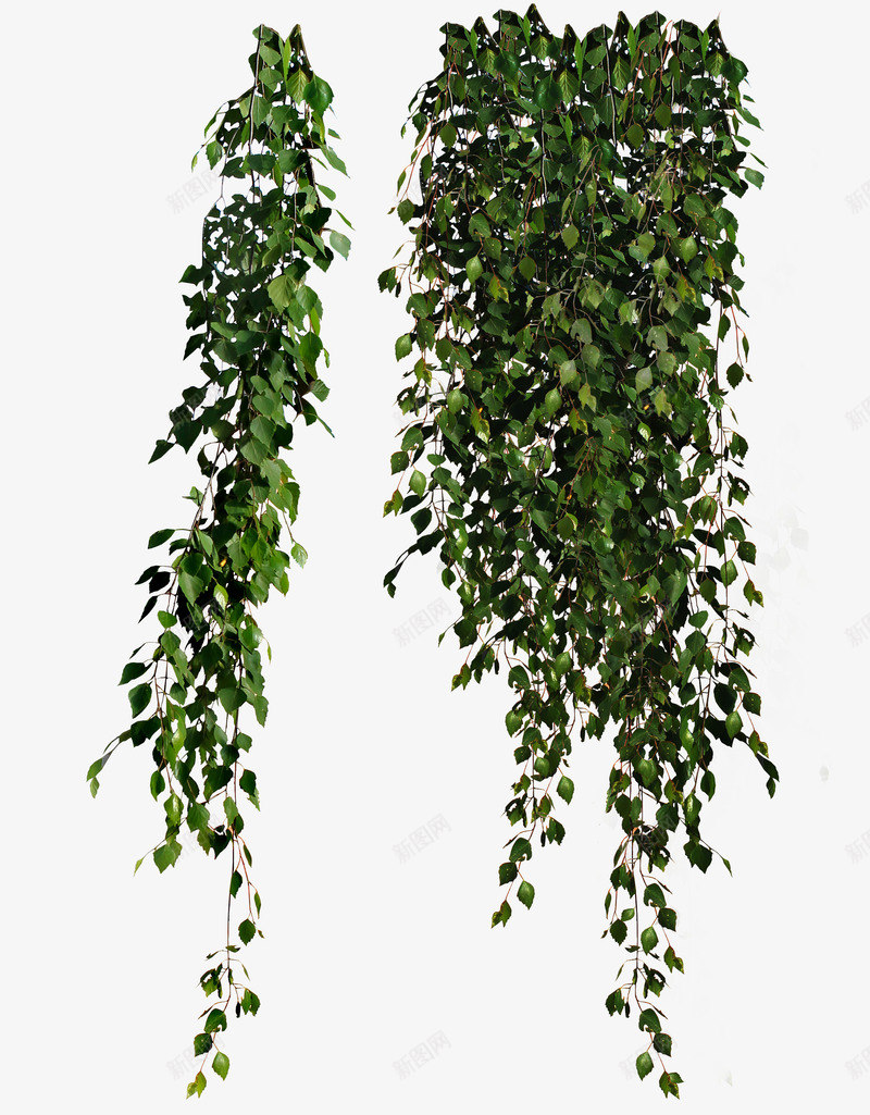 藤蔓png免抠素材_新图网 https://ixintu.com 树叶 植物 藤叶 藤条 藤蔓