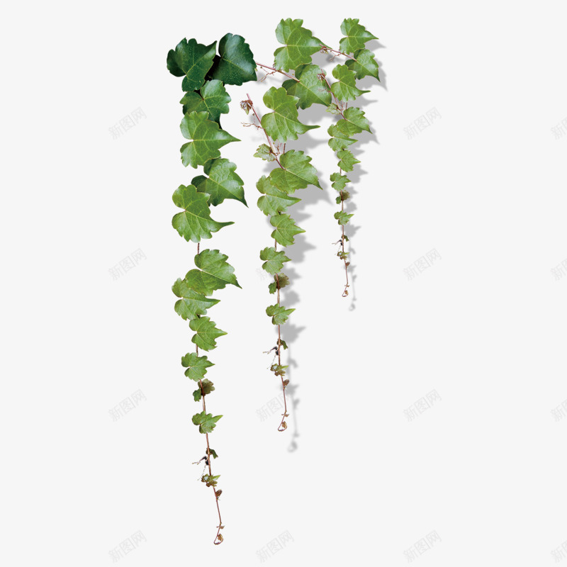 绿色长藤png免抠素材_新图网 https://ixintu.com 植物 藤蔓 长藤
