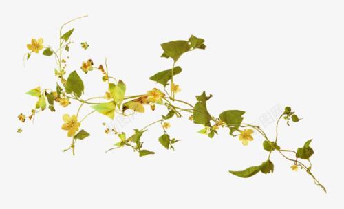 绿色藤蔓花枝花朵png免抠素材_新图网 https://ixintu.com 绿色 花朵 花枝 藤蔓