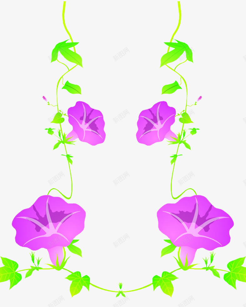 紫色牵牛花花藤png免抠素材_新图网 https://ixintu.com 牵牛花 紫色牵牛花 花朵 花藤