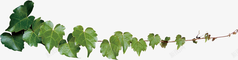 合成绿色的藤蔓的植物png免抠素材_新图网 https://ixintu.com 合成 植物 绿色 藤蔓