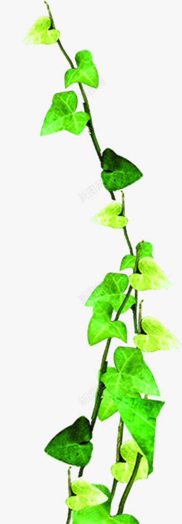 绿色清新藤蔓春天植物png免抠素材_新图网 https://ixintu.com 春天 植物 清新 绿色 藤蔓