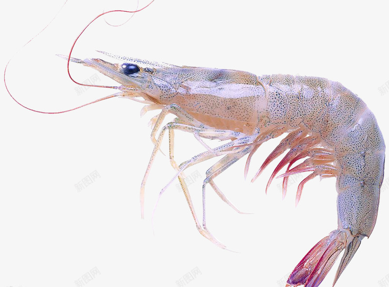 海洋大虾食材营养美味png免抠素材_新图网 https://ixintu.com 大虾 海洋 美味 营养