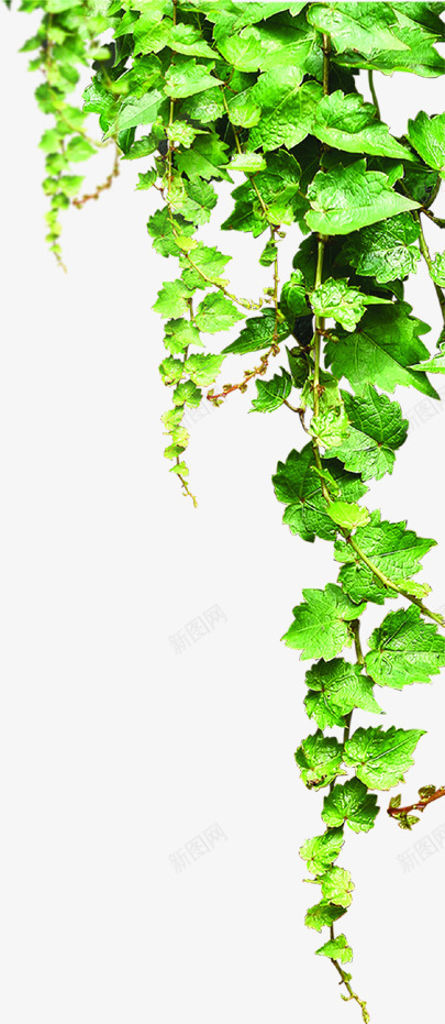 树叶美景装饰花藤png免抠素材_新图网 https://ixintu.com 树叶 美景 装饰