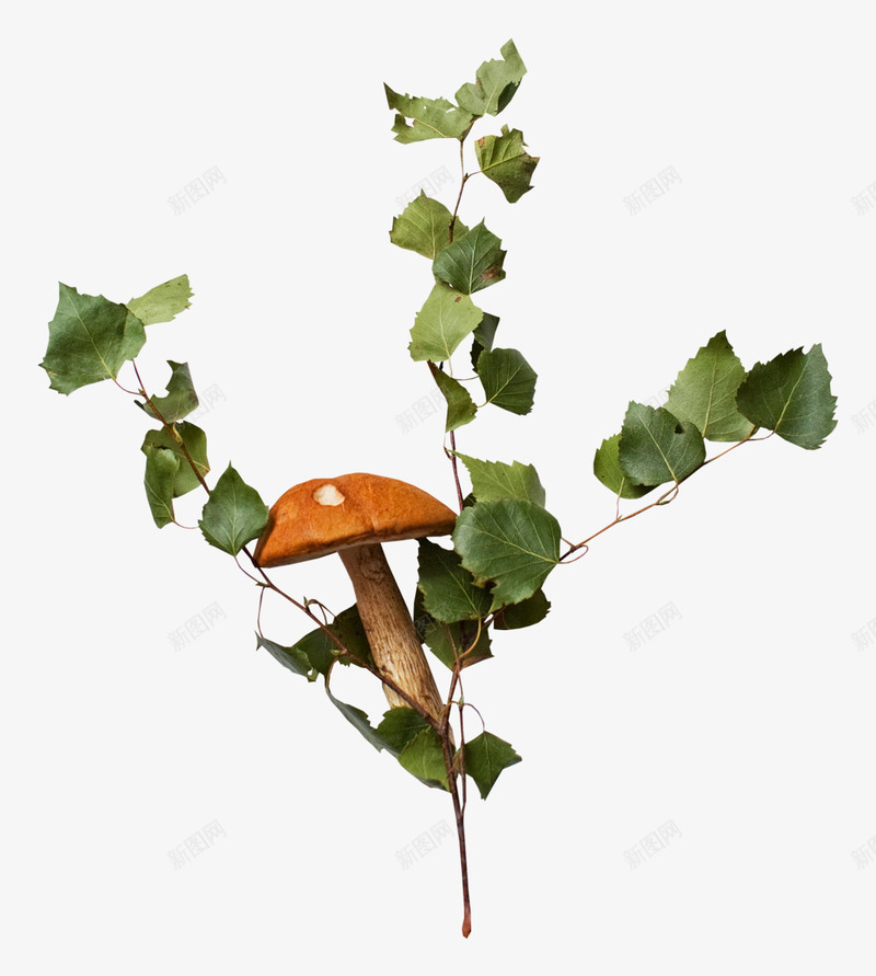 藤蔓png免抠素材_新图网 https://ixintu.com 植物 花卉 藤叶 藤蔓 蘑菇