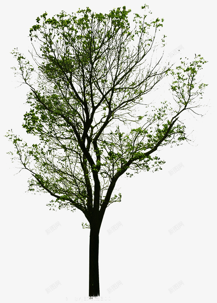 掉叶的桉树png免抠素材_新图网 https://ixintu.com 叶子 掉叶 掉落 树木 桉树 植物