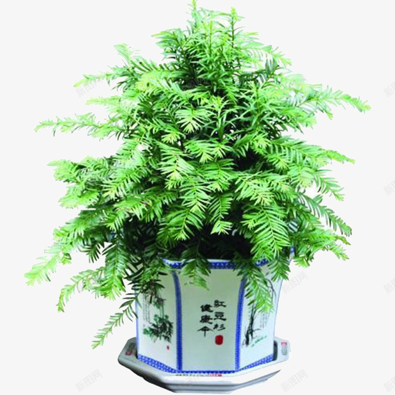 红豆杉树苗png免抠素材_新图网 https://ixintu.com 红豆杉 红豆杉树 红豆杉树木 红豆杉树苗 红豆杉盆景
