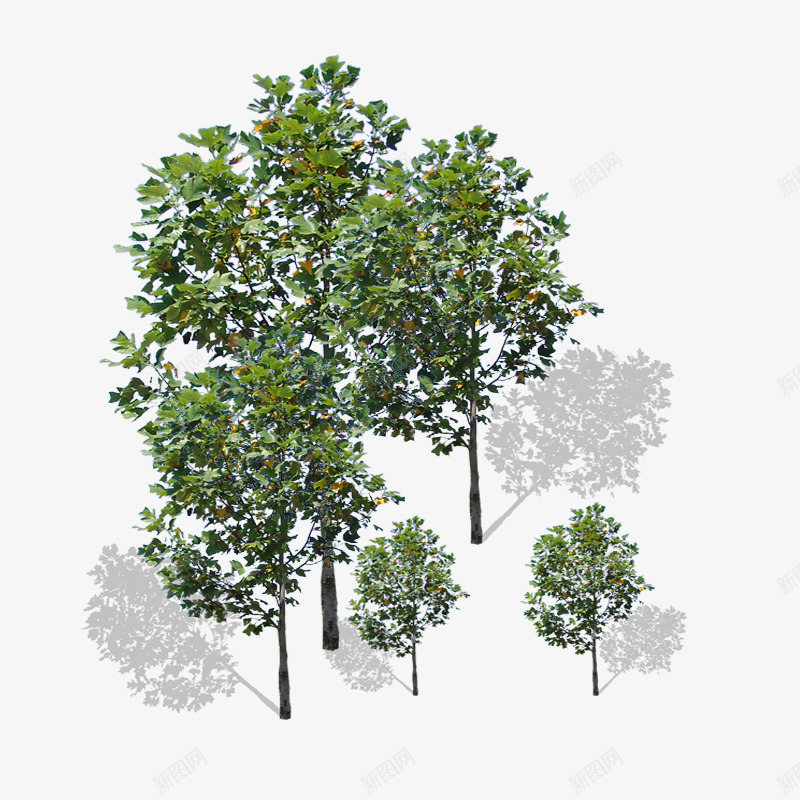 绿色马褂木png免抠素材_新图网 https://ixintu.com 树叶阴影 树影 树木 植物 绿色
