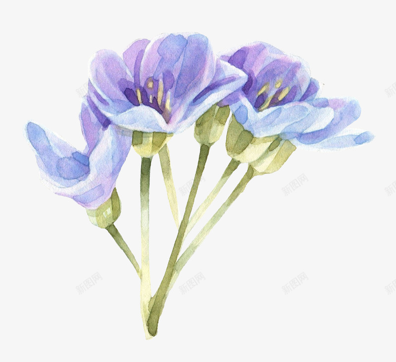 手绘蓝色花朵花卉png免抠素材_新图网 https://ixintu.com 包装设计 小清新包装 布料印花 植物花卉 花朵装饰 花草设计 蓝色花朵 贺卡设计