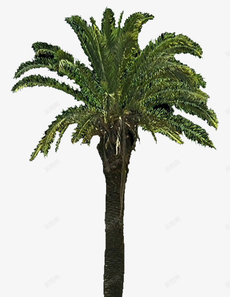 热带植物棕树png免抠素材_新图网 https://ixintu.com png图片素材 免费png素材 树木 棕树 植物 绿色