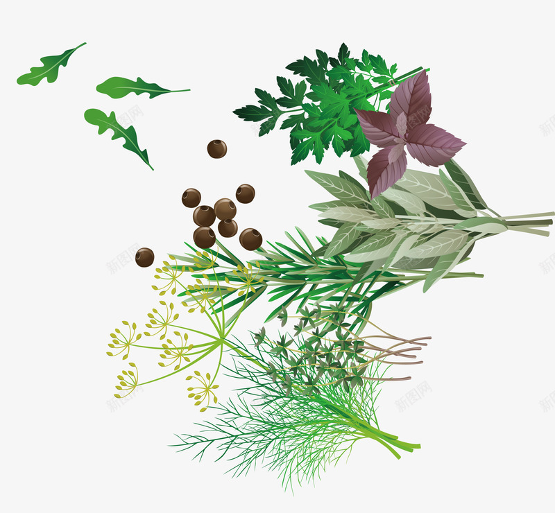 各种香草香料png免抠素材_新图网 https://ixintu.com 植物 香料 香草