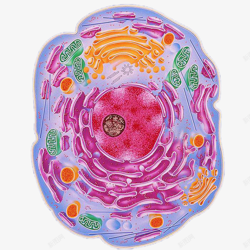 彩绘细胞内的线粒体png免抠素材_新图网 https://ixintu.com 基质 彩绘 生物学 生物科技 线粒体 线粒体结构图 细胞 细胞核 细胞质 遗传研究 高尔基体