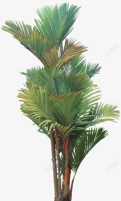 绿色芭蕉树树木植物png免抠素材_新图网 https://ixintu.com 树木 植物 绿色 芭蕉树