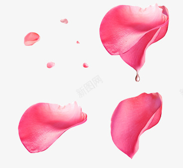 彩绘红色花瓣装饰png免抠素材_新图网 https://ixintu.com 彩绘 红色 花瓣 装饰