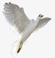 可爱飞翔纯洁白鸽素材