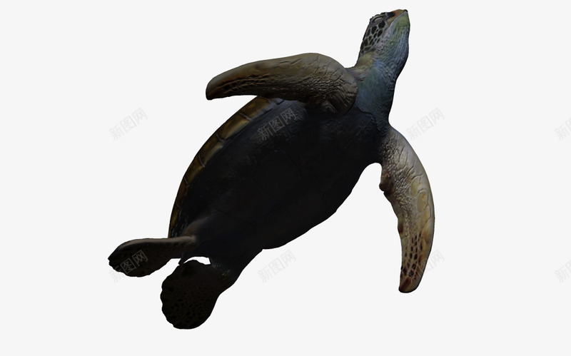 海洋生物3d卡通png免抠素材_新图网 https://ixintu.com 3d 3d卡通 动物 海洋 海洋图片 海洋生物