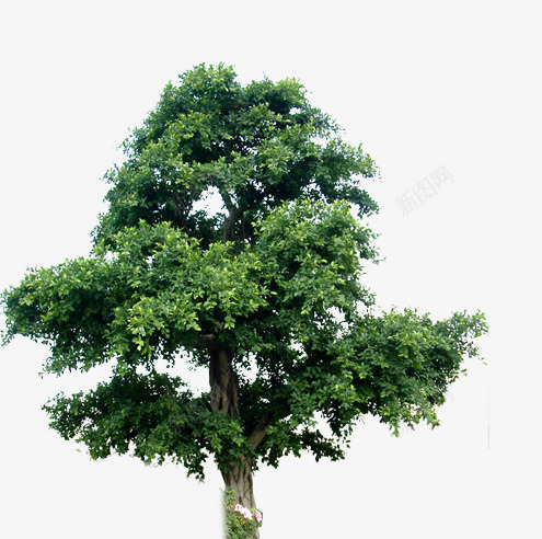 茂盛树木psd免抠素材_新图网 https://ixintu.com 树叶 植物 绿化树