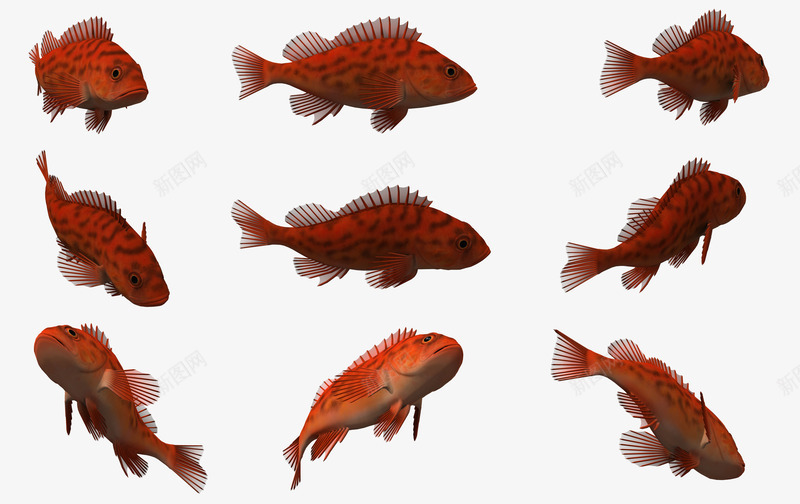 海底生物鱼png免抠素材_新图网 https://ixintu.com 3d 卡通 卡通鱼 水生动物 海底生物 海洋 蓝色 鱼
