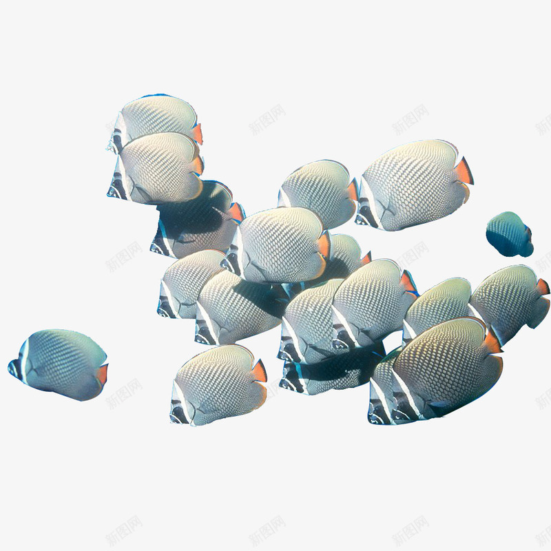 海洋蝴蝶鱼png免抠素材_新图网 https://ixintu.com 海洋生物 海洋蝴蝶鱼 海洋蝴蝶鱼免费图库 海洋蝴蝶鱼矢量图片 鱼