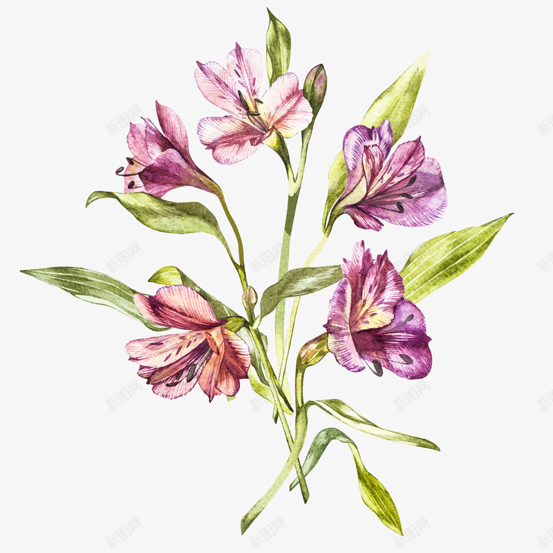 手绘紫色植物花卉png免抠素材_新图网 https://ixintu.com 彩绘花 彩绘花卉 手绘 手绘植物花卉 手绘花 紫色花朵 花卉装饰 花朵手绘