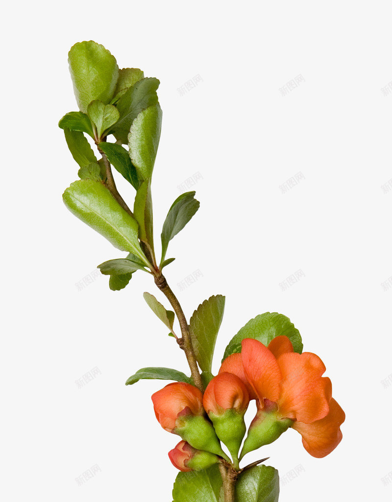 绽放的橙色花朵png免抠素材_新图网 https://ixintu.com 植物 花卉 装饰 贴图