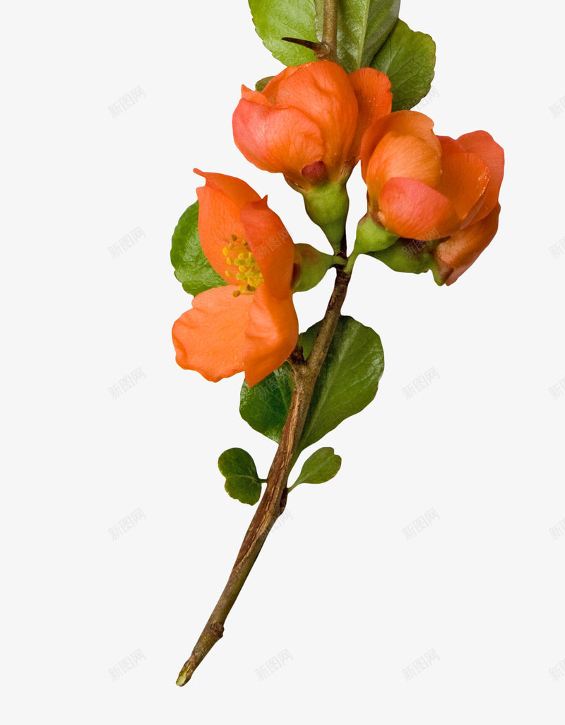 绽放的橙色花朵png免抠素材_新图网 https://ixintu.com 植物 花卉 装饰 贴图