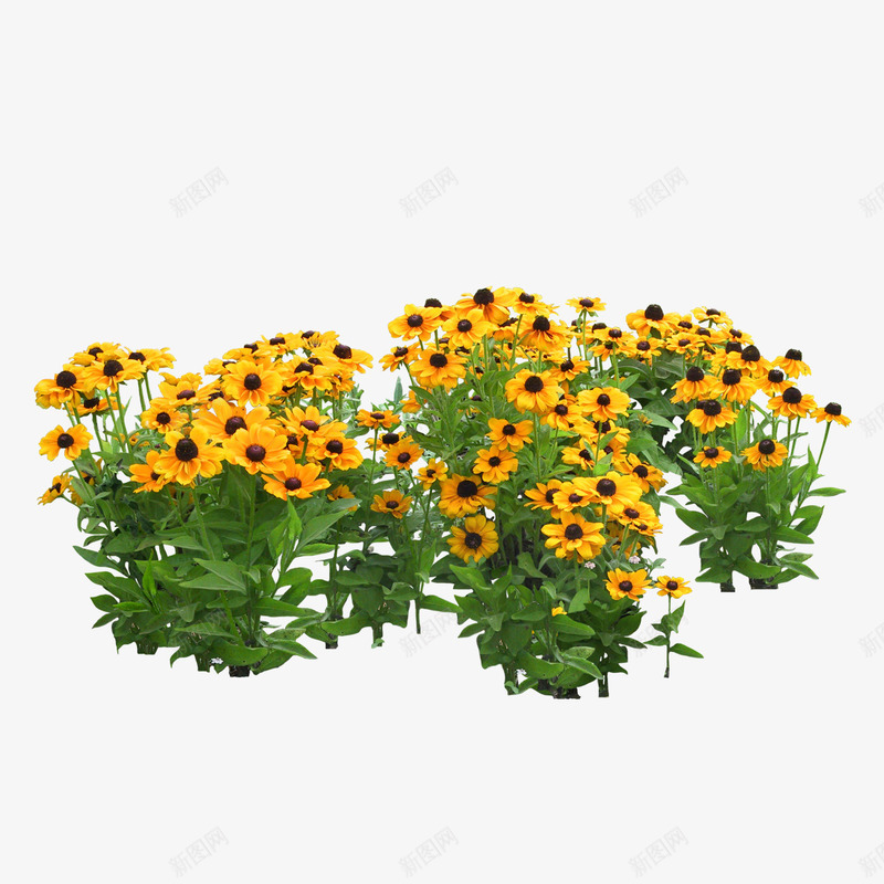 绿色植物png免抠素材_新图网 https://ixintu.com 园林 树木 绿化装饰 绿色植物 花丛 花草