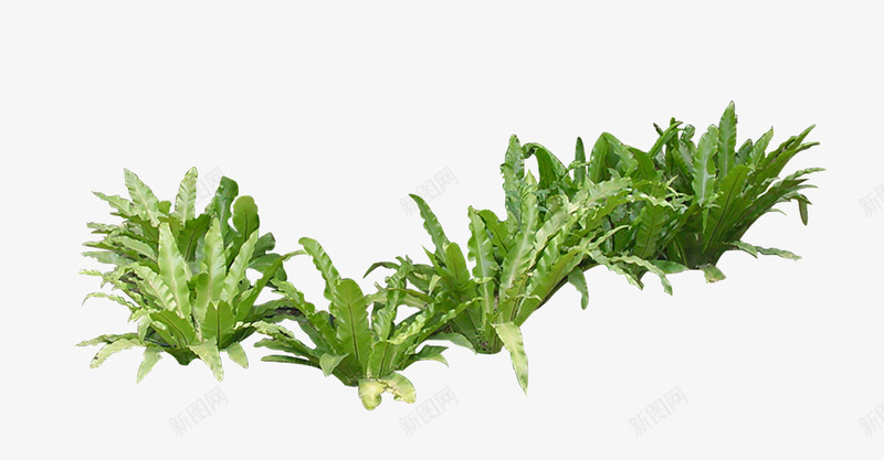 花草丛林png免抠素材_新图网 https://ixintu.com 园林 树木 矮树丛 绿化装饰 绿树丛 绿色植物 花丛 花草