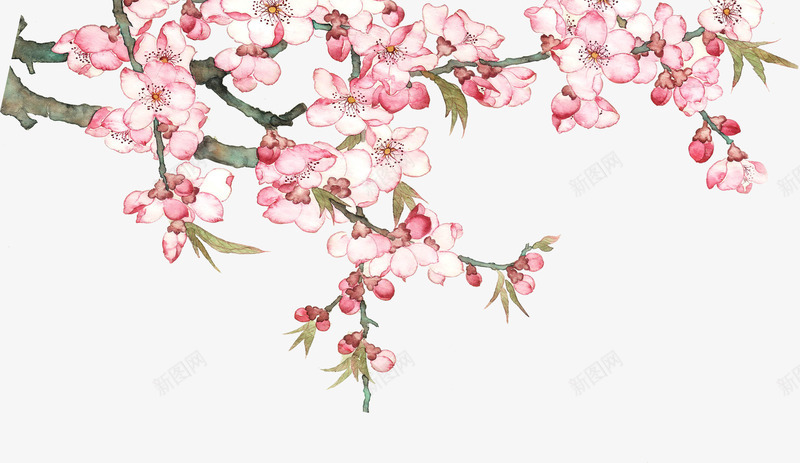水彩绘桃花盛开桃树png免抠素材_新图网 https://ixintu.com 手绘桃花 手绘盛开桃树 桃花 水彩绘桃花 水彩绘盛开桃树 盛开桃树
