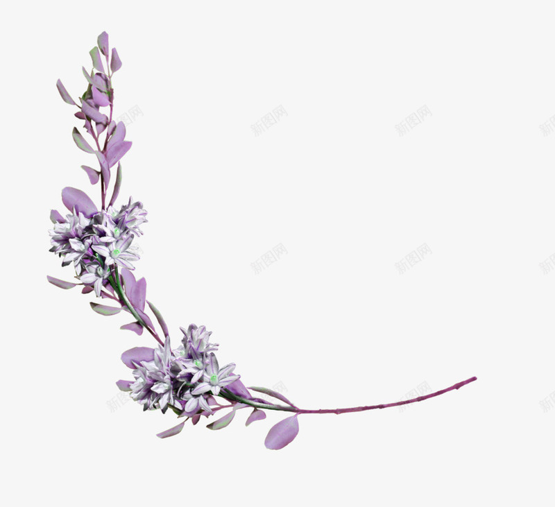紫色清新花藤装饰图案png免抠素材_新图网 https://ixintu.com 免抠PNG 清新 紫色 花藤 装饰图案