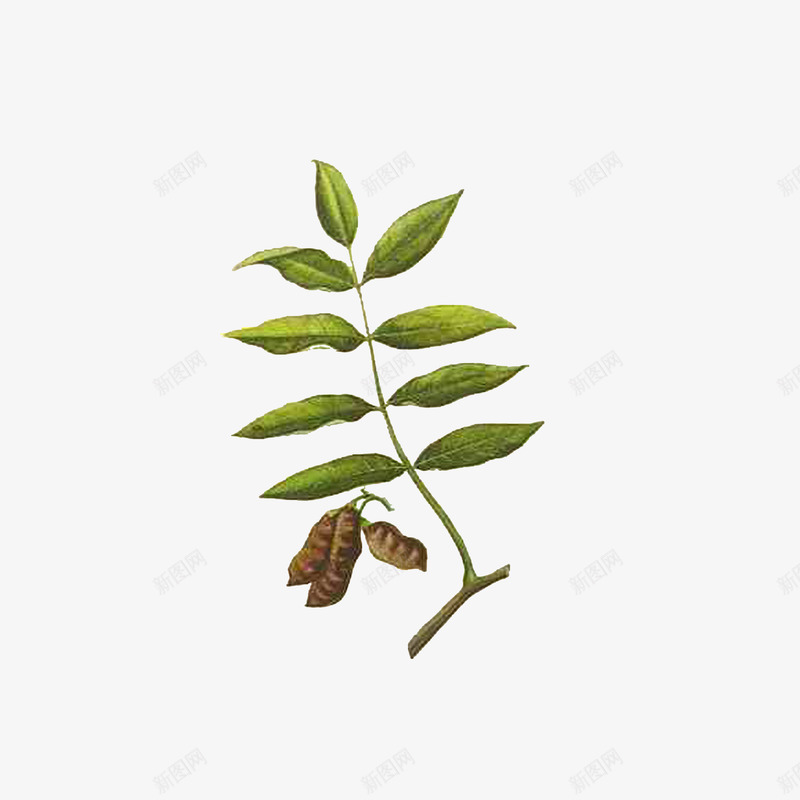 草药花榈木png免抠素材_新图网 https://ixintu.com 彩绘插图 手绘中药材 植物 绿色 草药花榈木