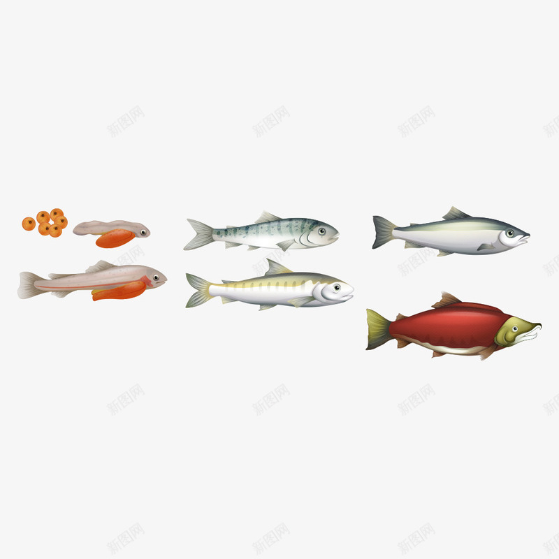 海洋鱼类插画png免抠素材_新图网 https://ixintu.com 卡通鱼 水中生物 海洋生物 海洋鱼 海鱼 矢量鱼 鱼 鱼儿