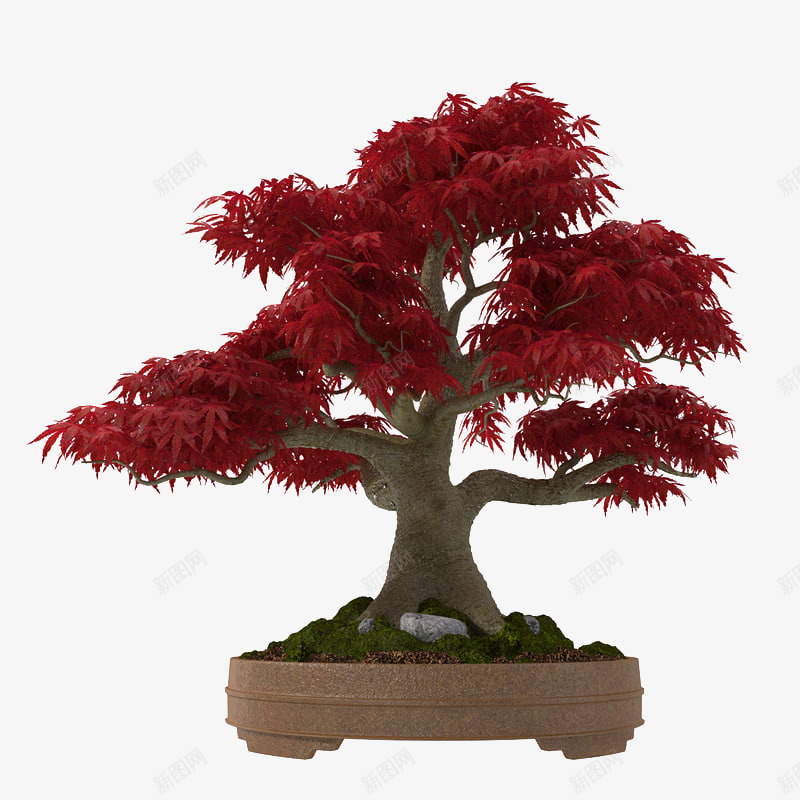 大型红色叶子景观树木png免抠素材_新图网 https://ixintu.com 叶子 大型红色叶子景观树木 景观树木 树木 红叶树 红色 红色叶子