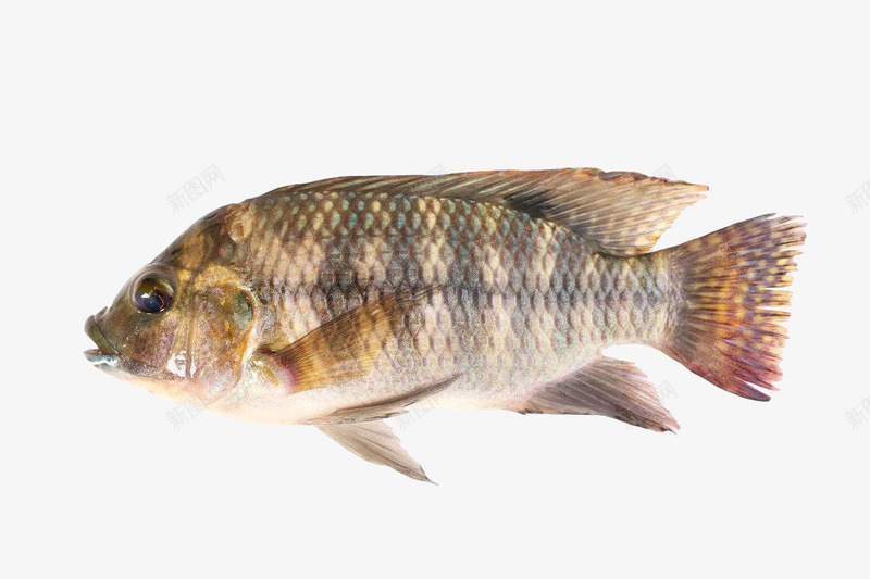 白鲫鱼鱼肉清蒸鲫鱼鲫鱼汤食材鱼png免抠素材_新图网 https://ixintu.com 侧面 尾巴 条纹 白鲫鱼 白鲫鱼鱼肉清蒸鲫鱼鲫鱼汤食材鱼类食品肉类美食条纹免费下载 红色 肉类 花纹 鱼类 黑色
