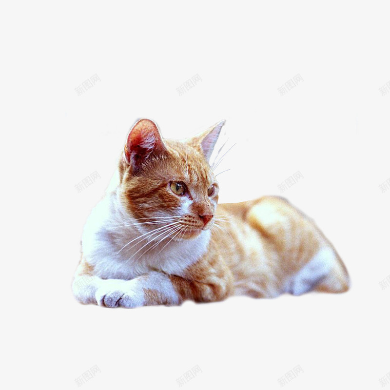 一只卧着猫png免抠素材_新图网 https://ixintu.com 动物 宠物 橙色 猫