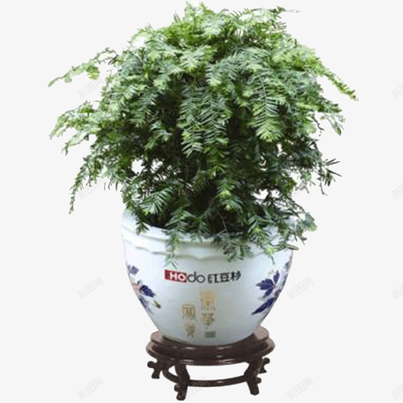 红豆杉盆景png免抠素材_新图网 https://ixintu.com 红豆杉 红豆杉树 红豆杉树木 红豆杉树苗 红豆杉盆景