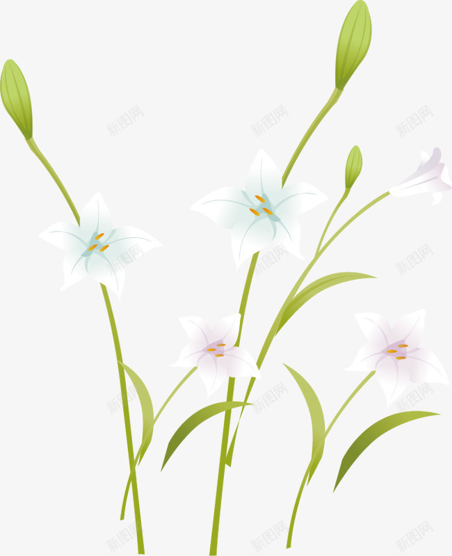 清新淡雅百合花矢量图ai免抠素材_新图网 https://ixintu.com 彩绘百合花 手绘百合花 清新淡雅百合花 白色百合花 矢量图