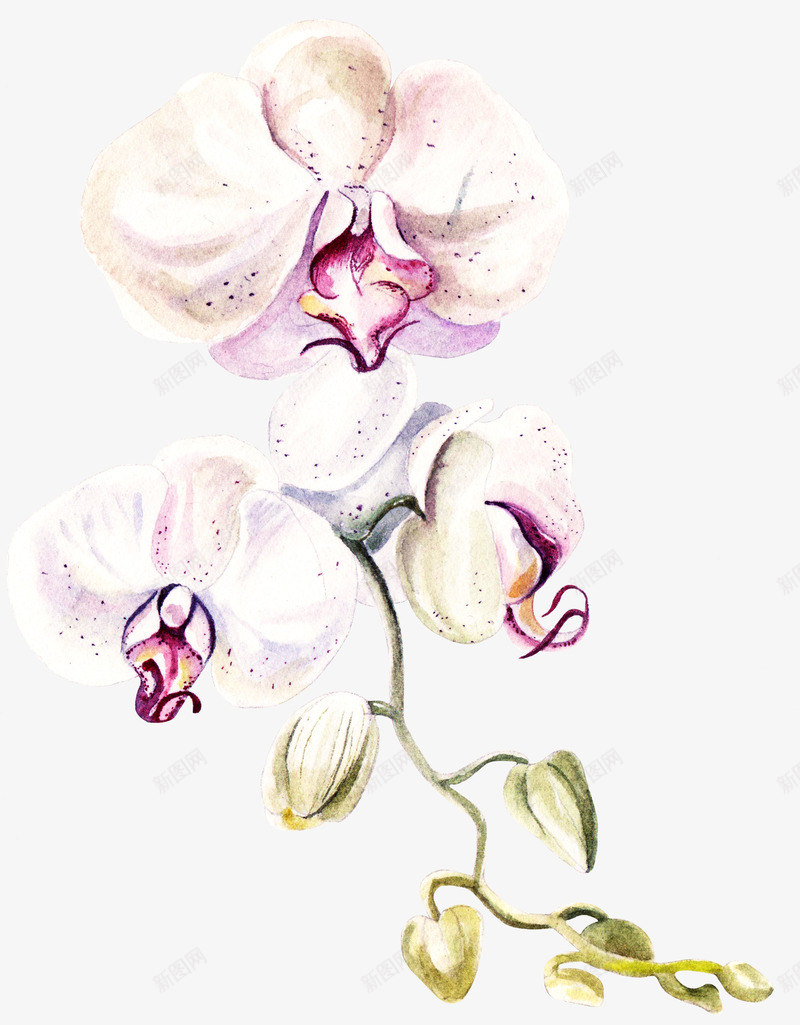 水彩手绘花藤植物png免抠素材_新图网 https://ixintu.com 卡通花朵 手绘花朵 植物 花朵 花朵装饰 花藤