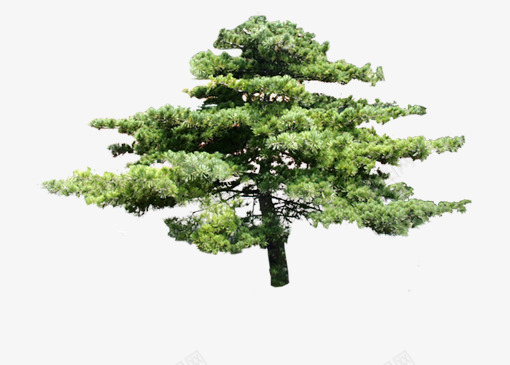 树树木绿色淘宝迎客png免抠素材_新图网 https://ixintu.com 树树木绿色淘宝迎客松