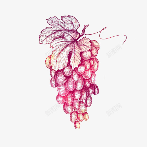 金手紫青皮葡萄插画png免抠素材_新图网 https://ixintu.com 插画 紫皮 葡萄 金手指 金手指葡萄